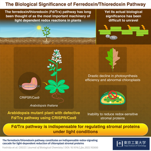 The Biological Significance of Ferredoxin/Thioredoxin Pathway