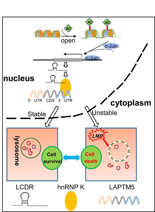 Proposed model for the LCDR/hnRNP K/LAPTM5 axis