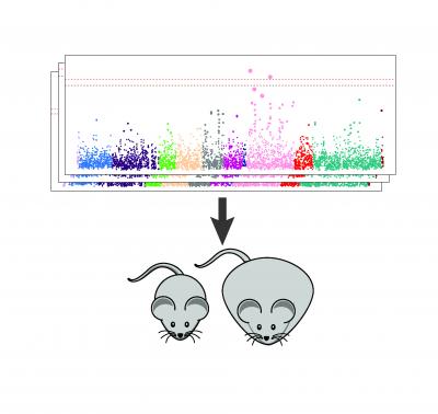 New Systems Tools Help Identify New Genes Affecting Body Weight (2 of 2)