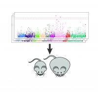 New Systems Tools Help Identify New Genes Affecting Body Weight (2 of 2)