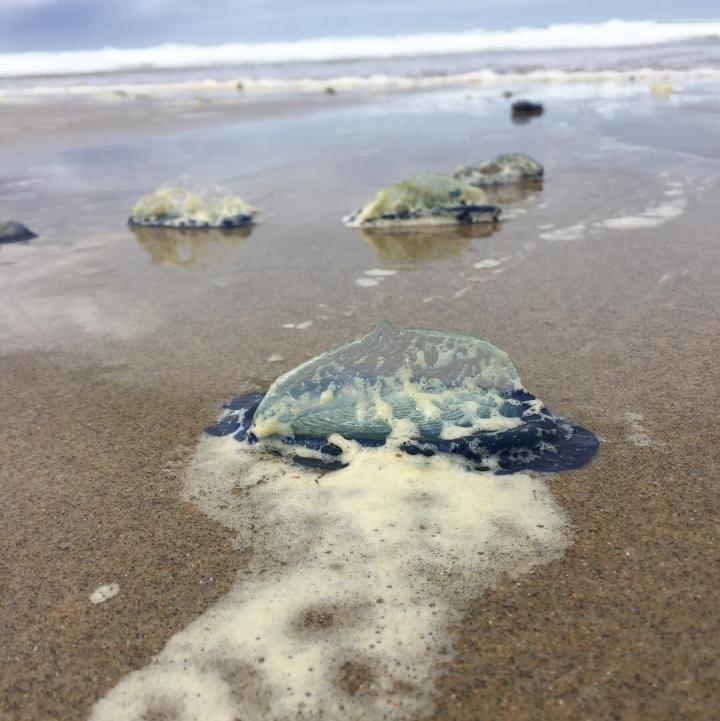 Velella velella on beach