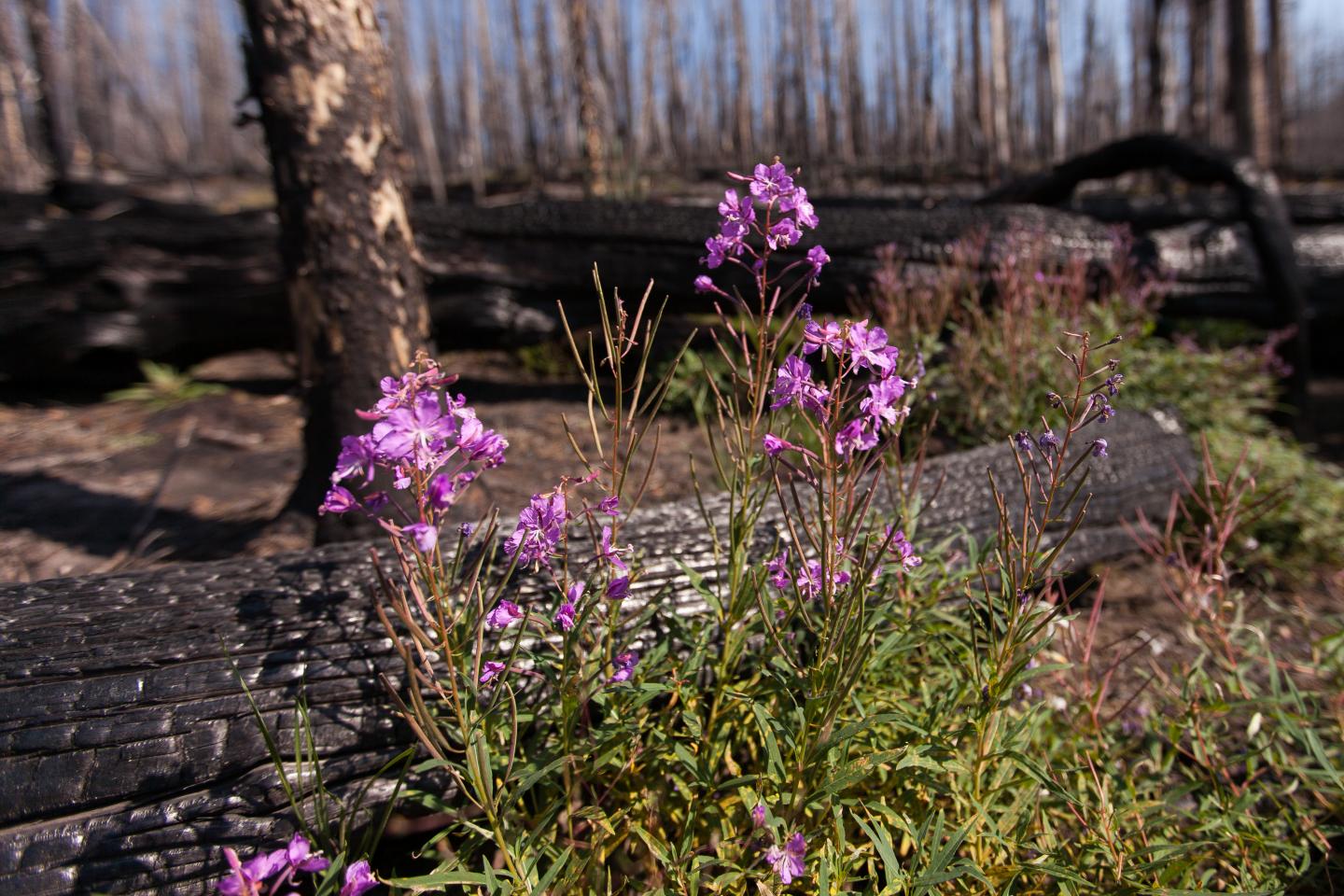 Fireweed