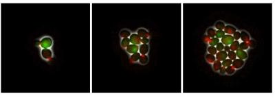Protein Changes are Discovered that Control Whether a Gene Functions