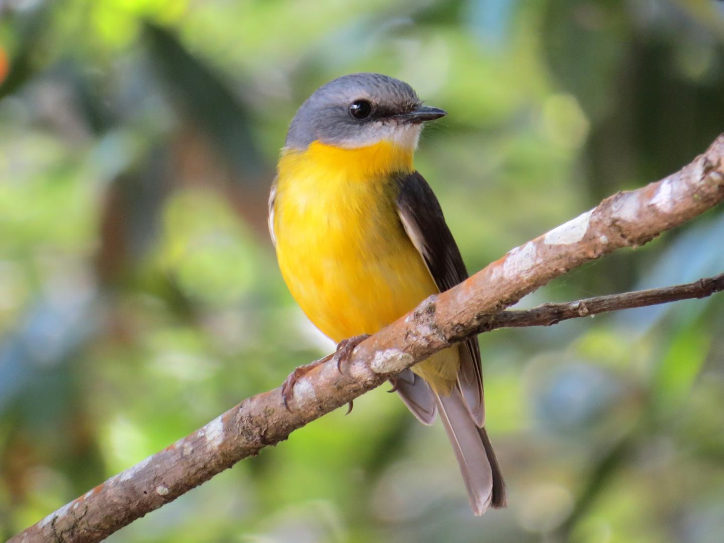 Eastern Yellow Robin