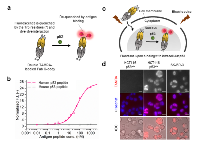 Figure 1. Schematic (a) and mechanism (c) of p53 Intra Q-body. (b) p53-dependent fluorescence signal and (d) microscopy images.