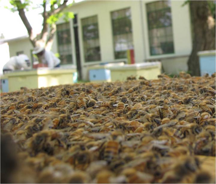 Bees on a Hive (2 of 2)