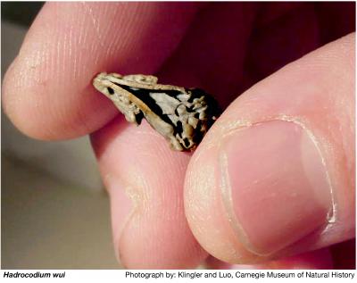 Fossil Skull of <i>Hadrocodium wui</i>
