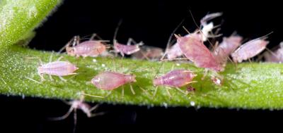 Aphids on Stem