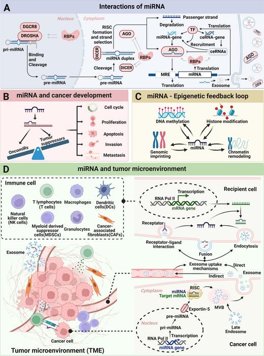 Mechanisms of miRNA in Cancer Development