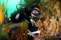 Underwater Research