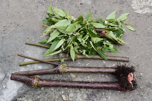 A Begonia giganticaulis plant is cut up for easier transportation
