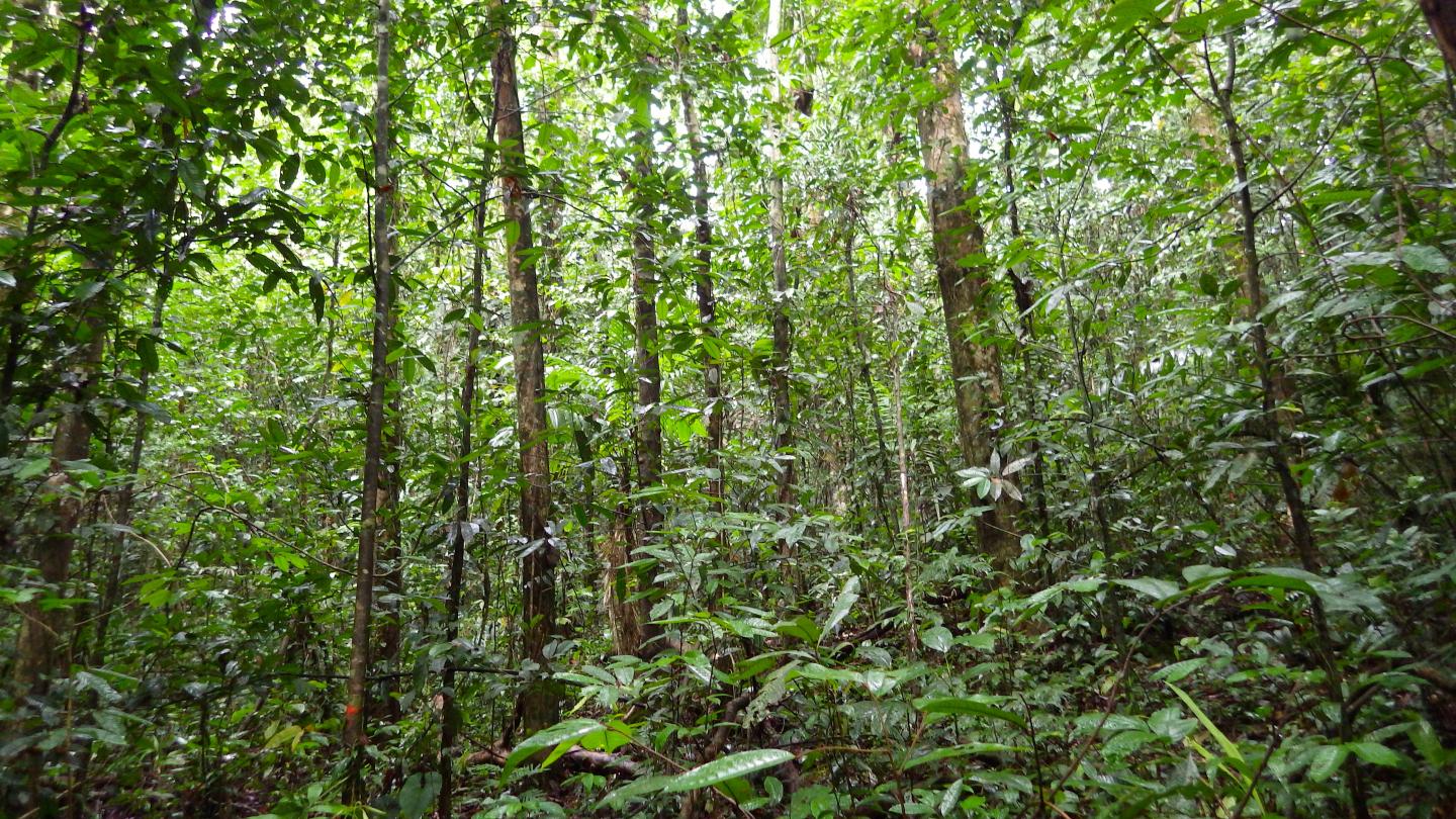 Nature Bests Humans at Restoring Tropical Forests (4 of 8)