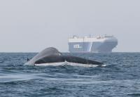 Blue Whale and Ship