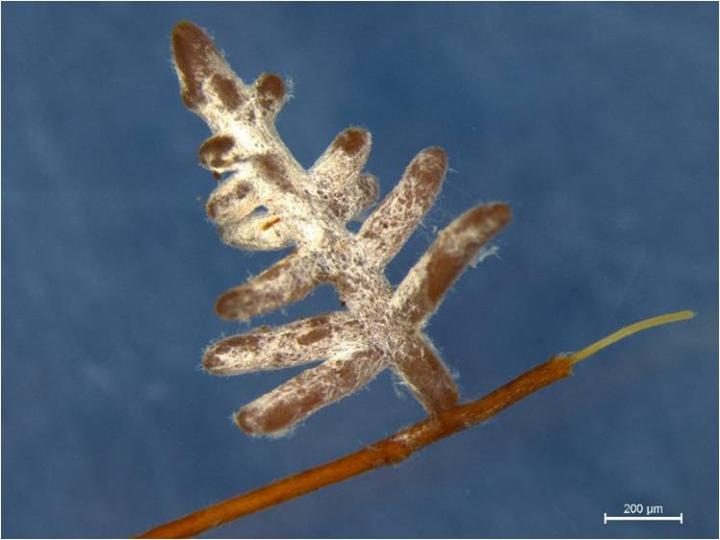 Ectomycorrhizal Fungi on Treeroot