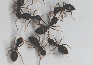 Lasius niger - fighting workers