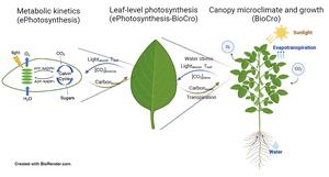 BioCro Photosynthesis Modeling