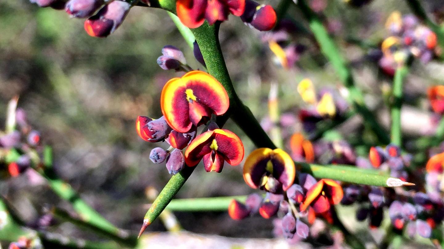 Davesia Schwarzenegger Flowers