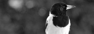 Australian pied butcherbird