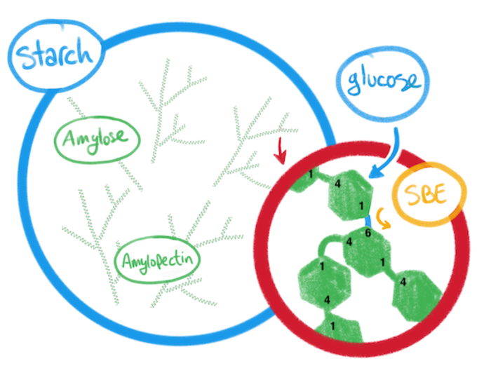 Composition of starch