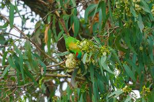 The musk lorikeet.