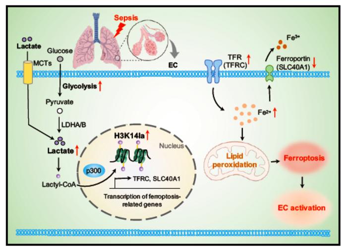 Ferroptotic stress promotes endothelial dysfunction in sepsis-induced lung injury