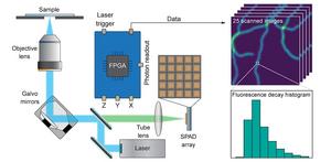 A newly developed compact ISM microscope equipped with a single photon avalanche diode (SPAD) array detector provides high-resolution structural and functional imaging.