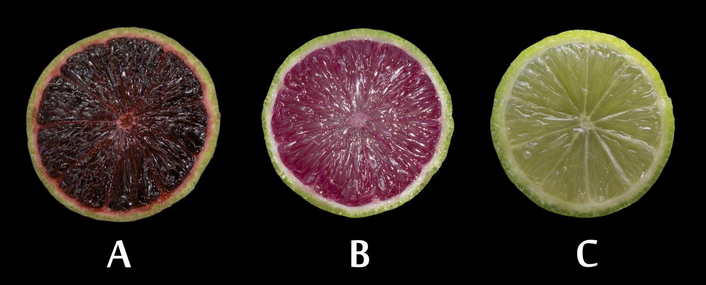 Genetically Modified Anthocyanin-expressing Citrus Developed