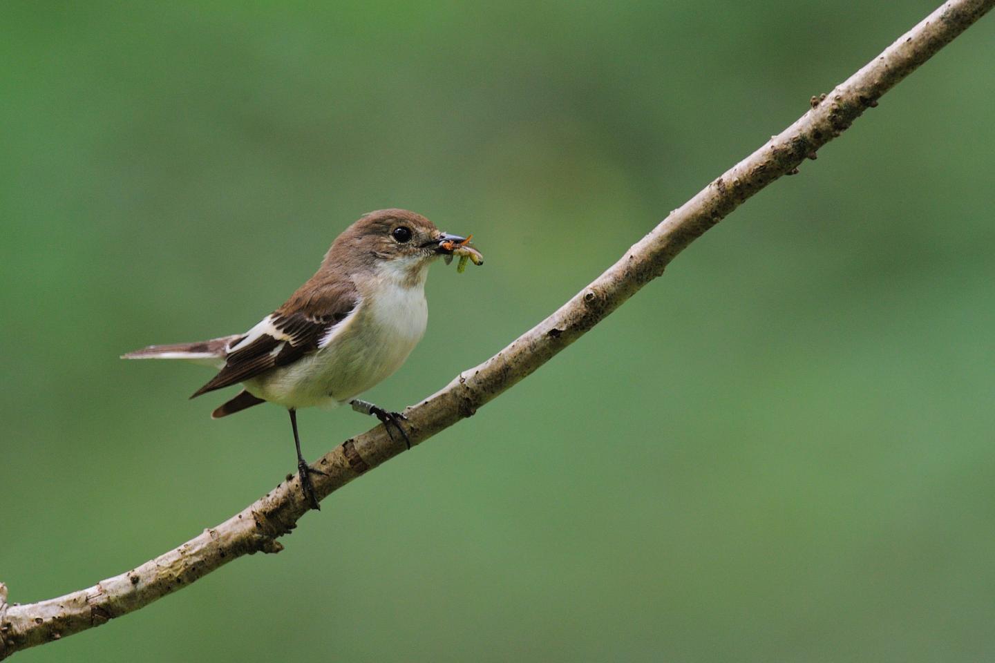 Female Pied Flycatcher (3 of 3)