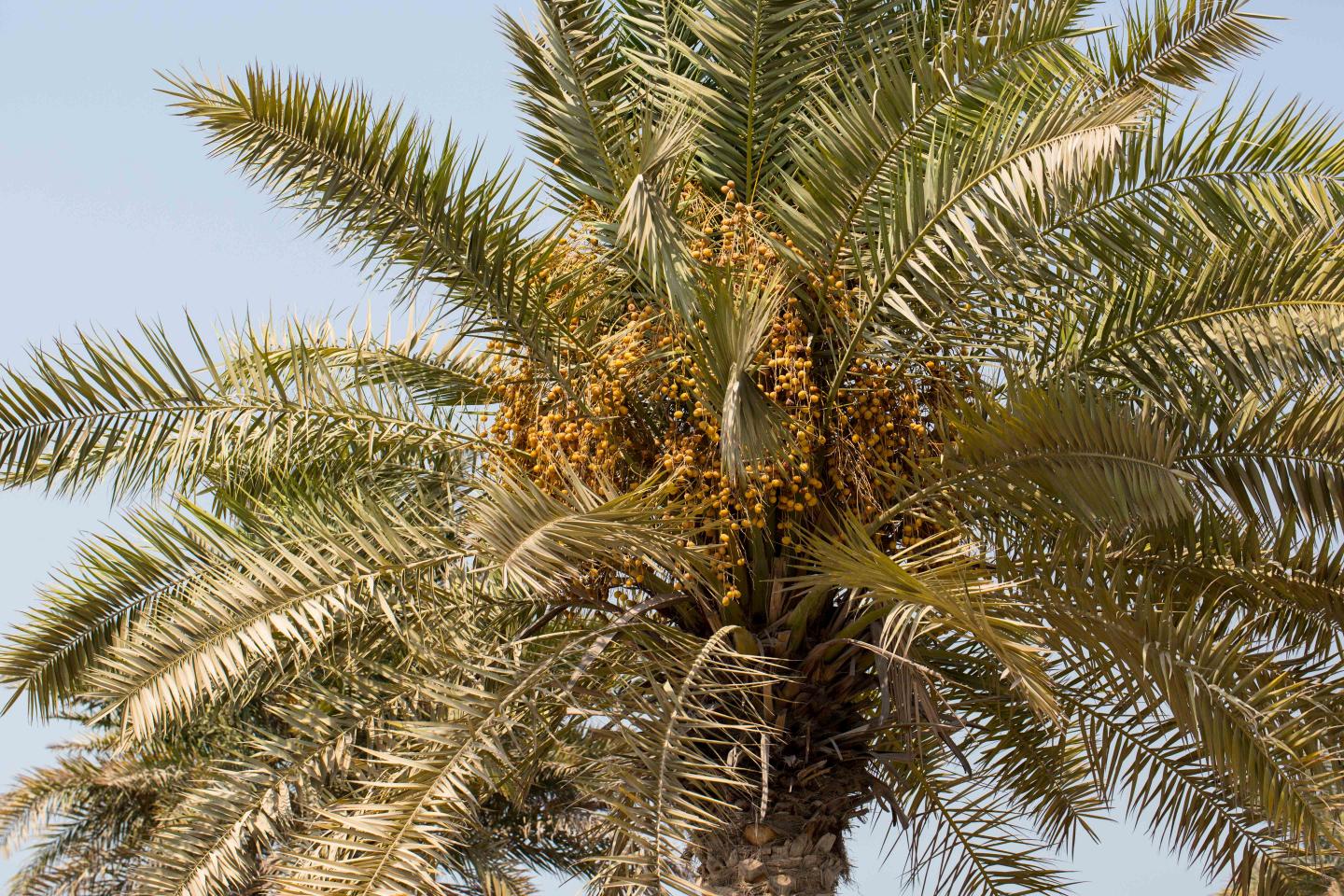 Date Palms 2