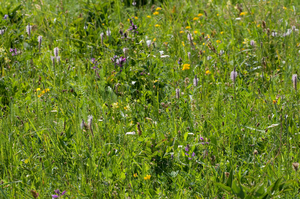 Meadow in Romania