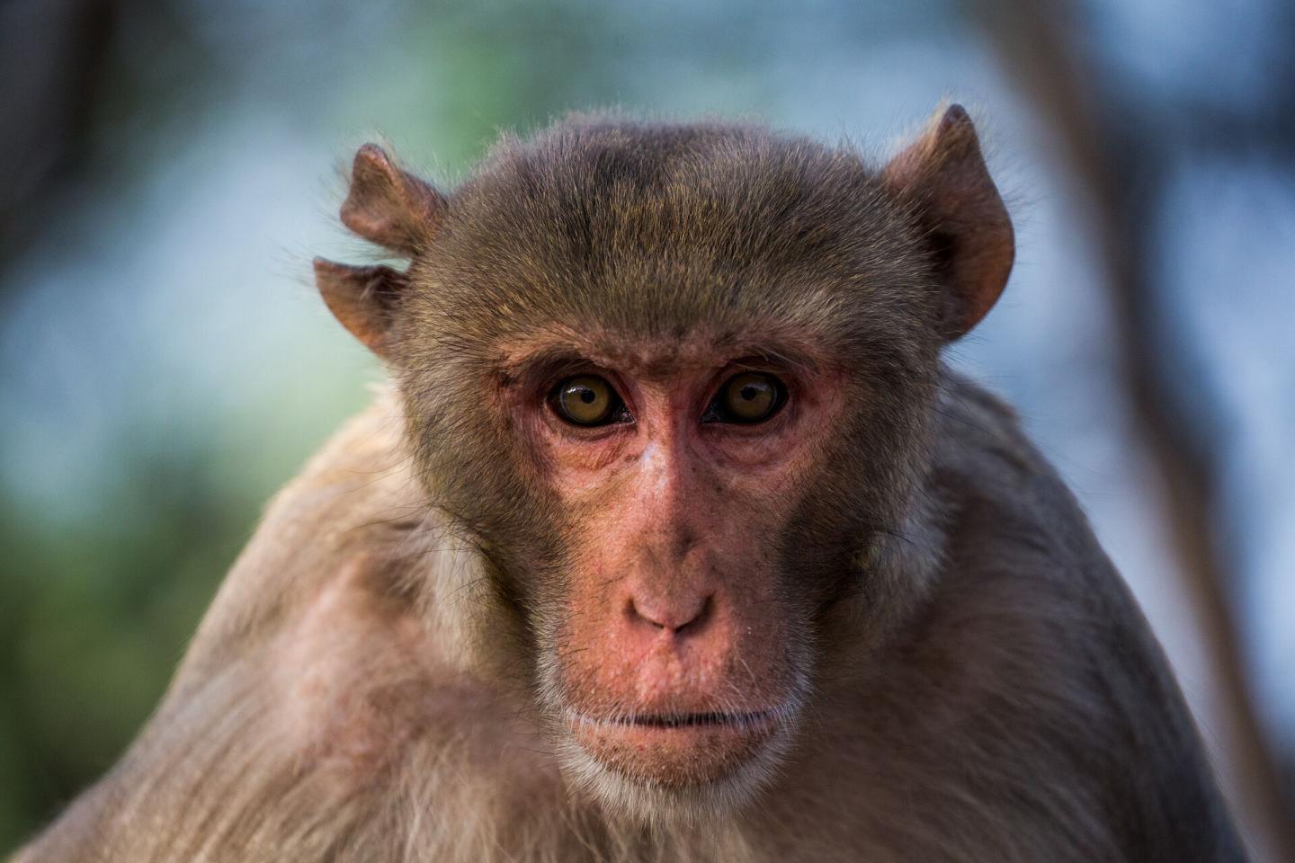 Rhesus Macaque