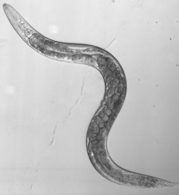 <i>C. elegans</i>