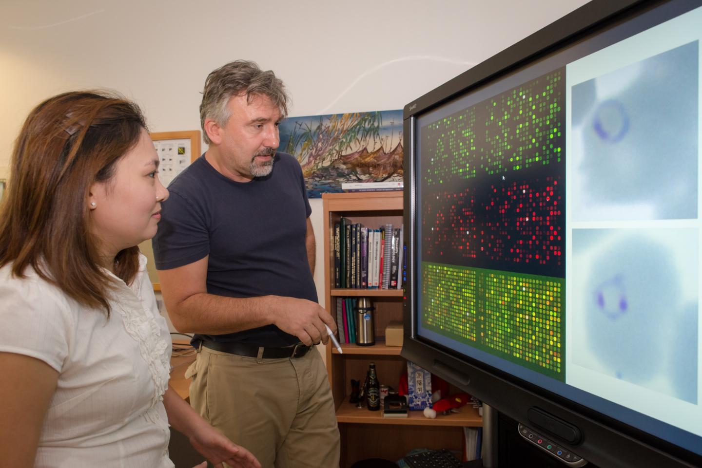 Assoc Prof Zbynek Bozdech Discussing the Microassay Results with Dr Sachel Mok