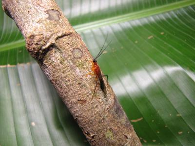 <em>Vespamantoida wherleyi</em>