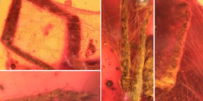 Details of Spider-silk Wrapping