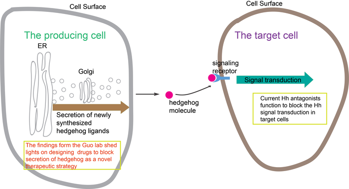 signal transduction pathway diagram