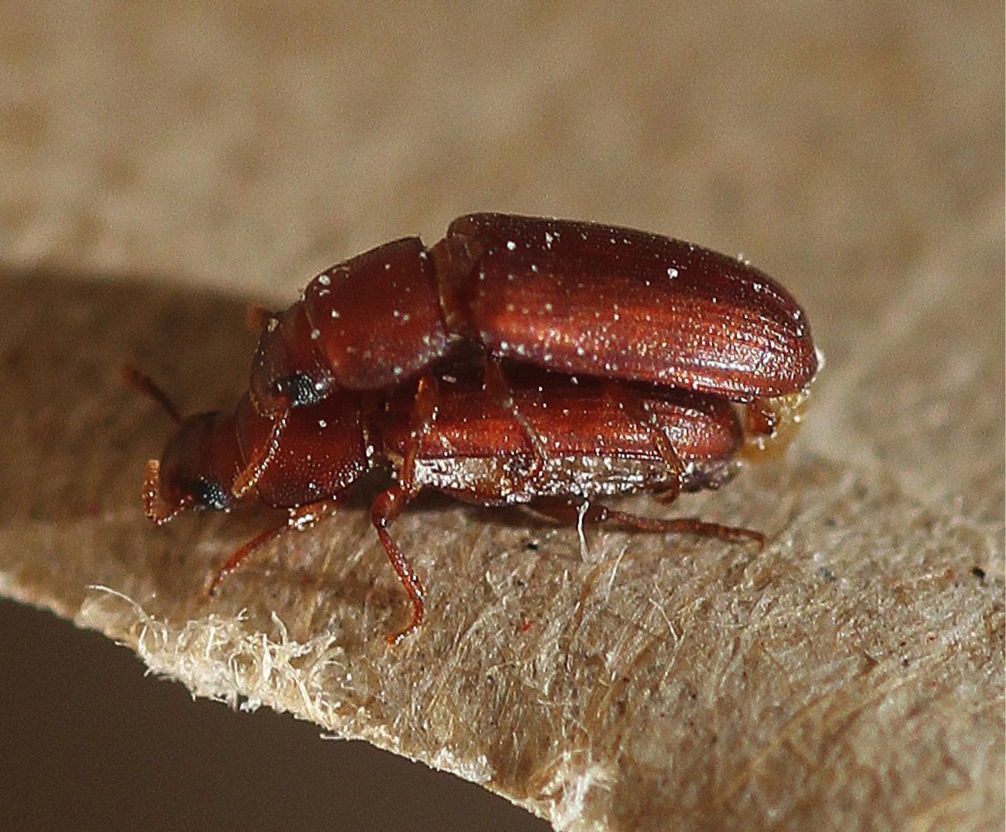 Red Flour Beetles Mating
