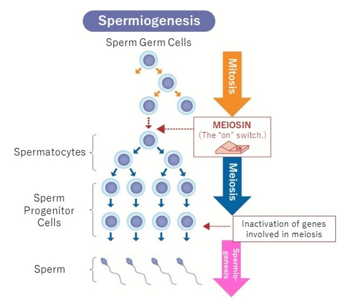 Meiosis and spermiogenesis