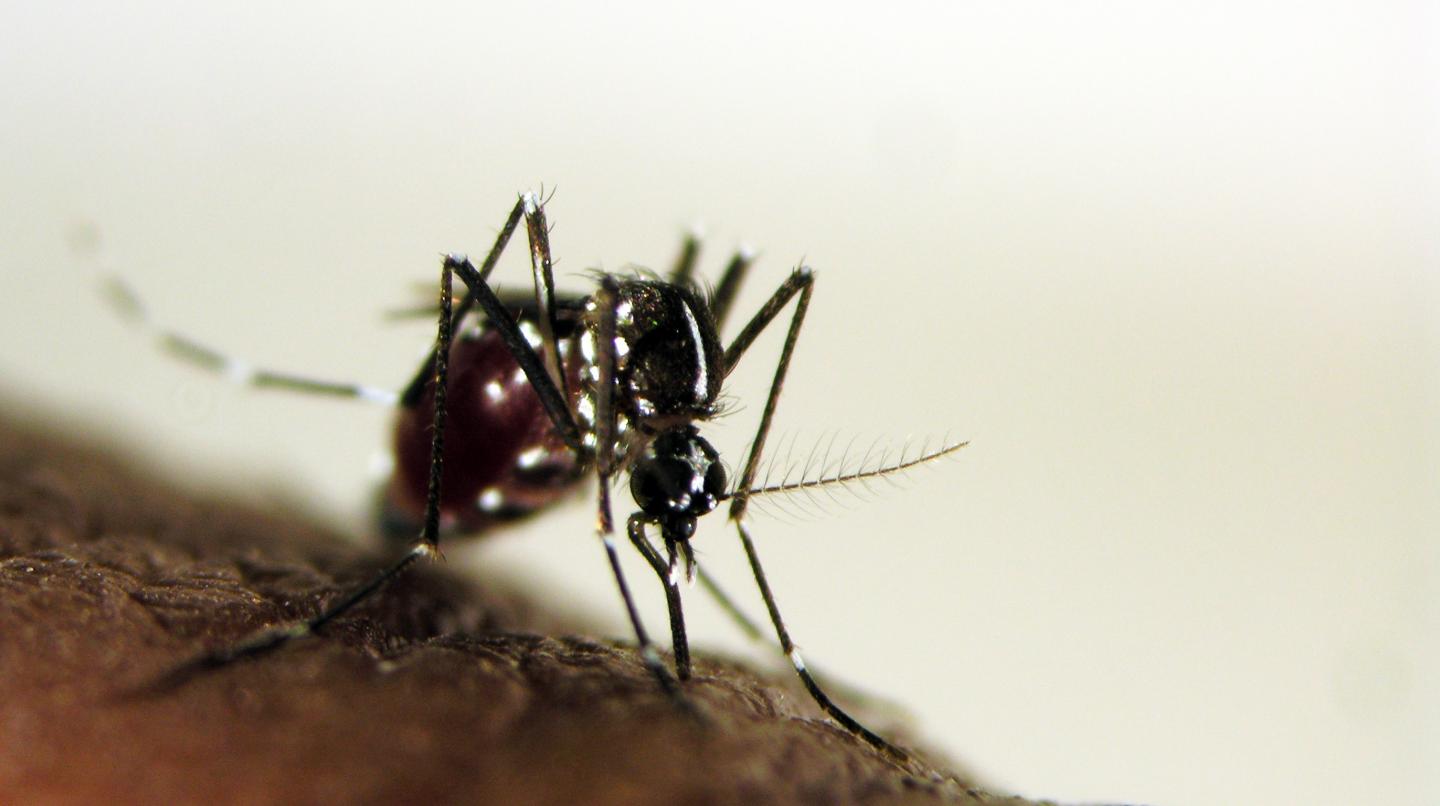 Antibody Test Gauges Mosquito Exposure