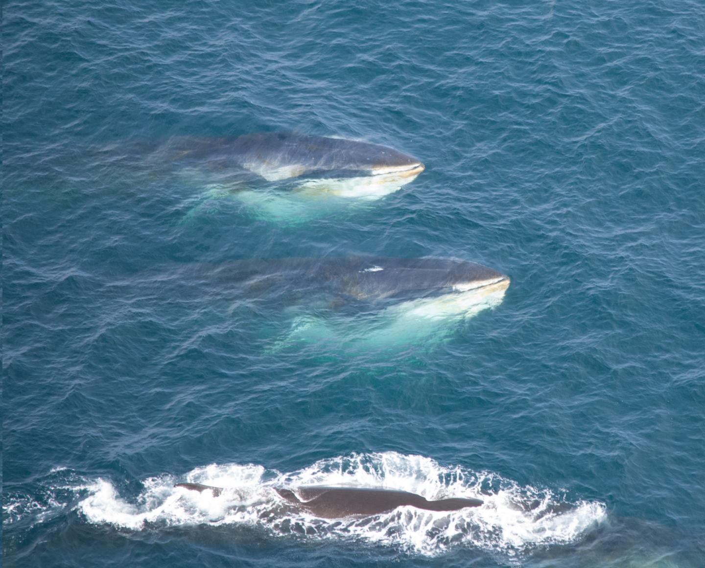 Three Fin Whales