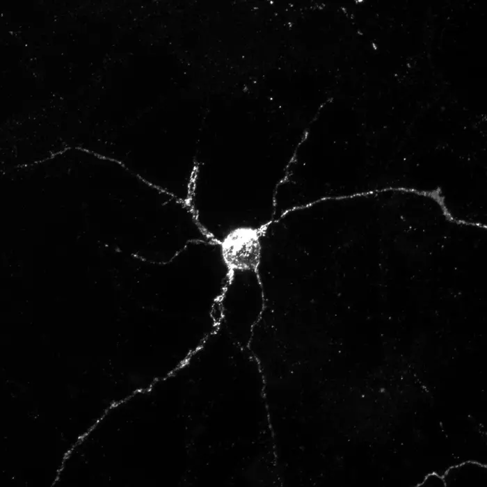 Neurons express Aplp1