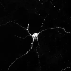 Neurons express Aplp1