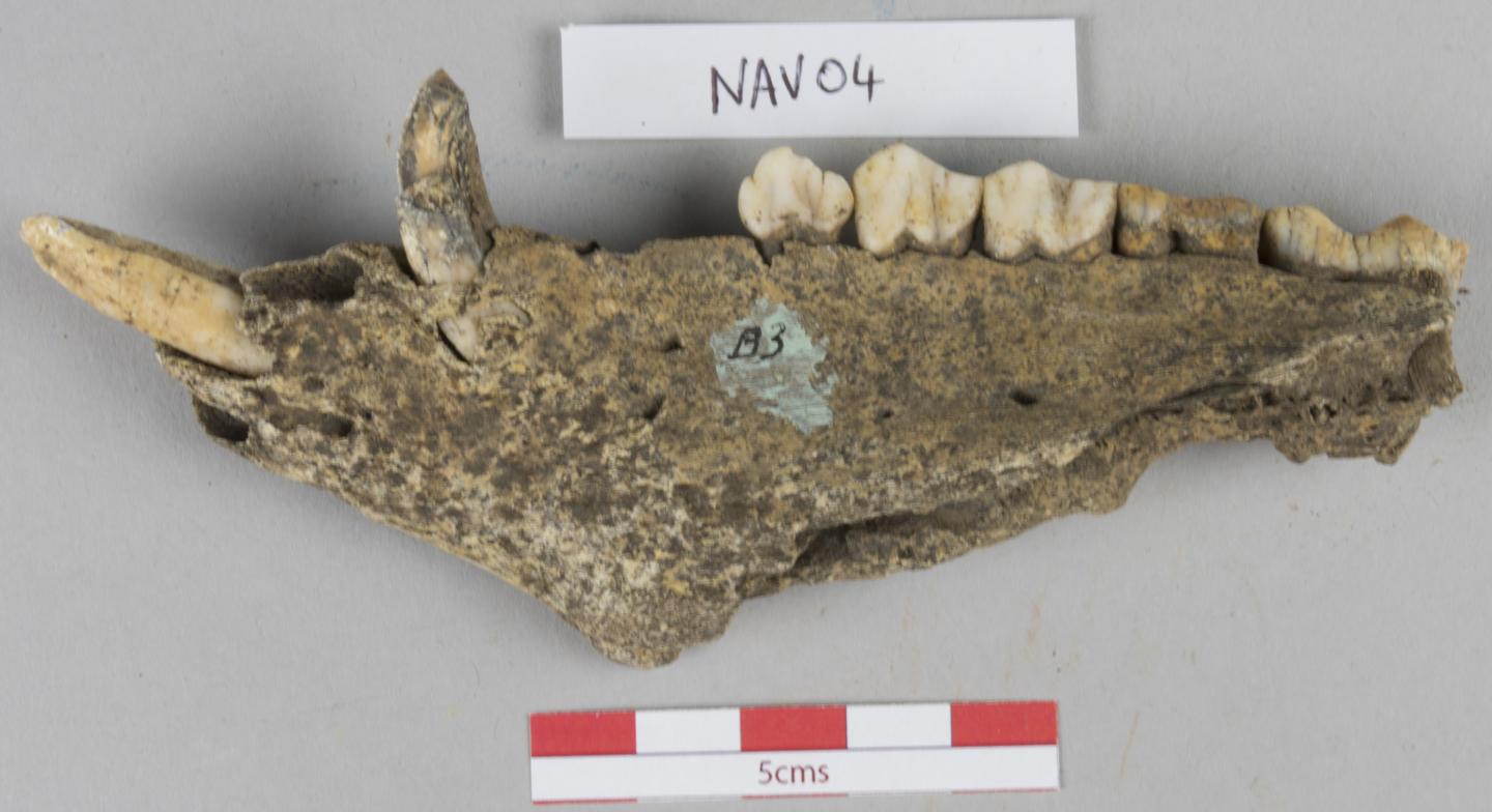 One of the Analysed Pig Jaws