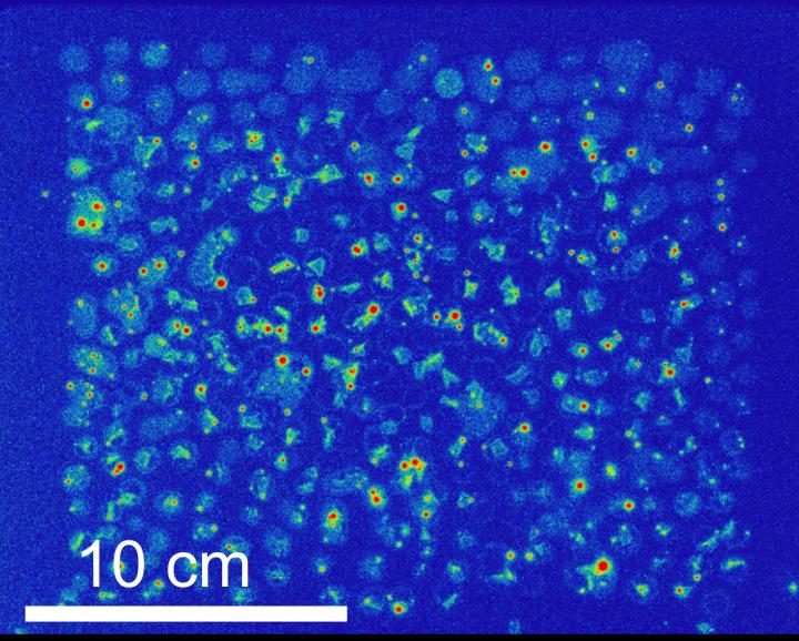 Autoradiograph of Soil