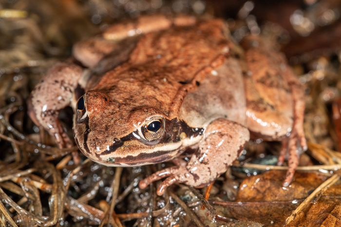 Wood frog photo 2