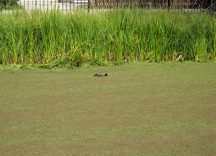 The invasive aquatic fern Azolla filiculoides