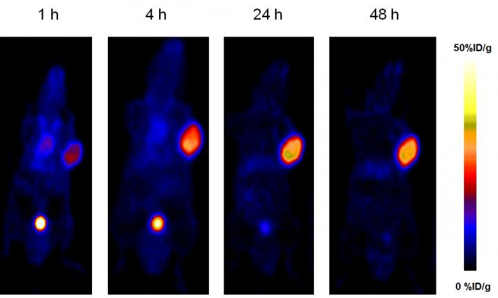 Longitudinal PET Imaging with 86Y-DOTA-EB-MCG