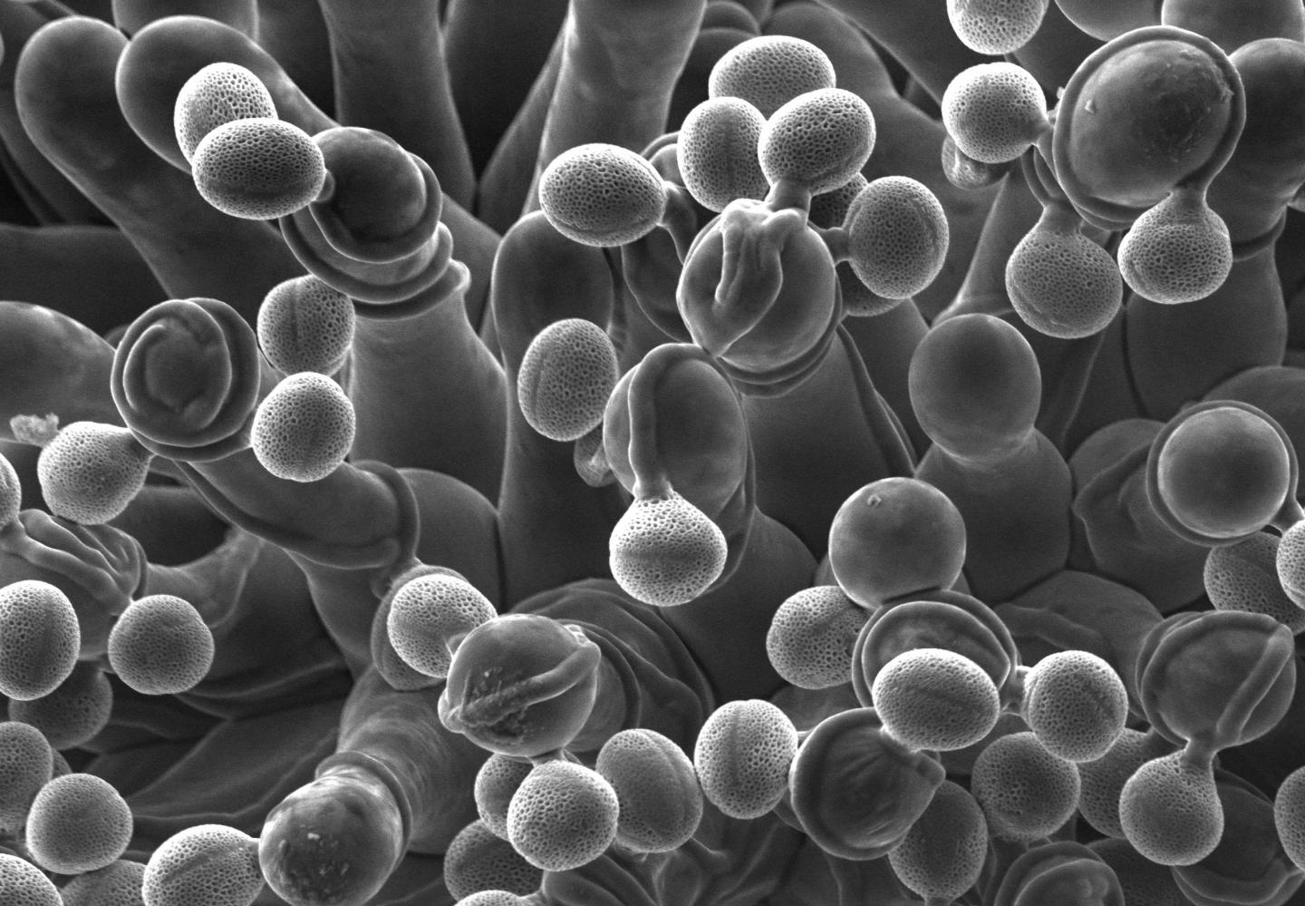 Pollen Grains on Papilla Cells