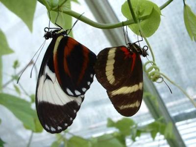 <i>Heliconius cydno</i> and <i>H. pachinus</i>