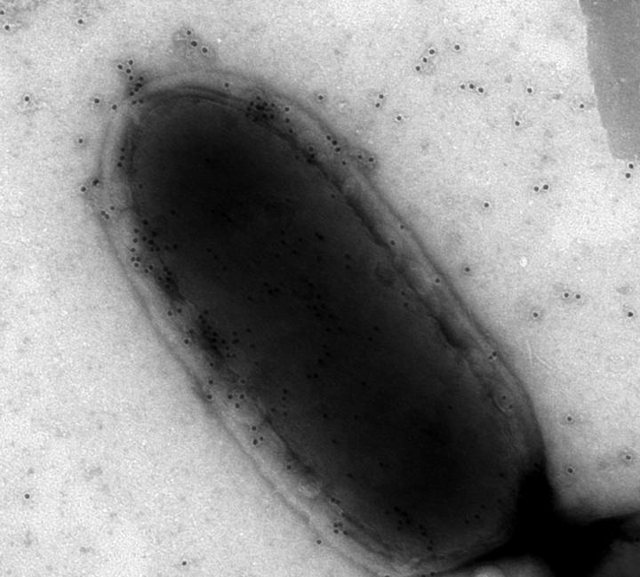 <i>Listeria</i> Monocytogenes